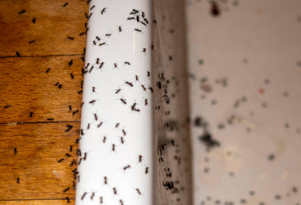 Best Local Pest Control Services  in Hooper, UT